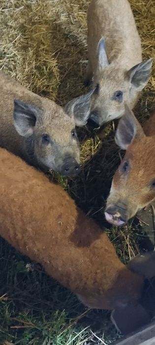 Поросята венгерська мангалиця