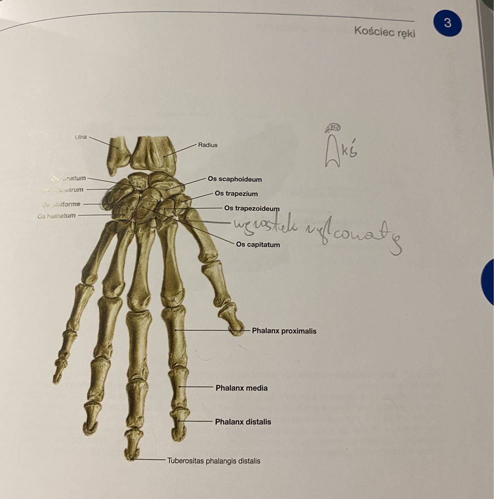 Atlas anatomii Sobotta tom 1