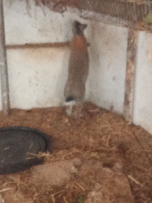 Ótimo coelhos grandes