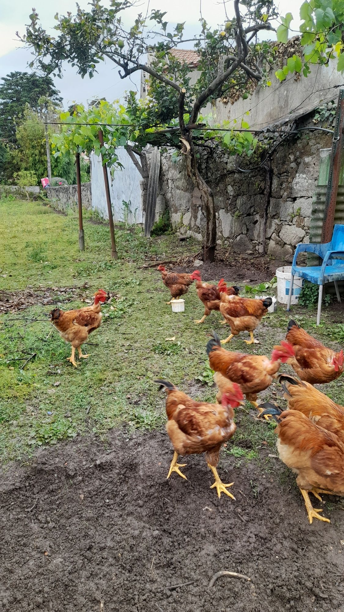 Galos do campo (caseiros)