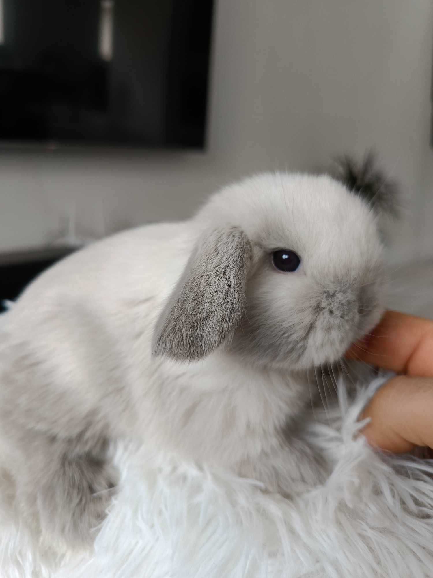 Mini lop karzełek Teddy hodowla zarejestrowana