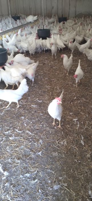 Kury Nioski Leghorn 24 tygodnie! Wysyłka!