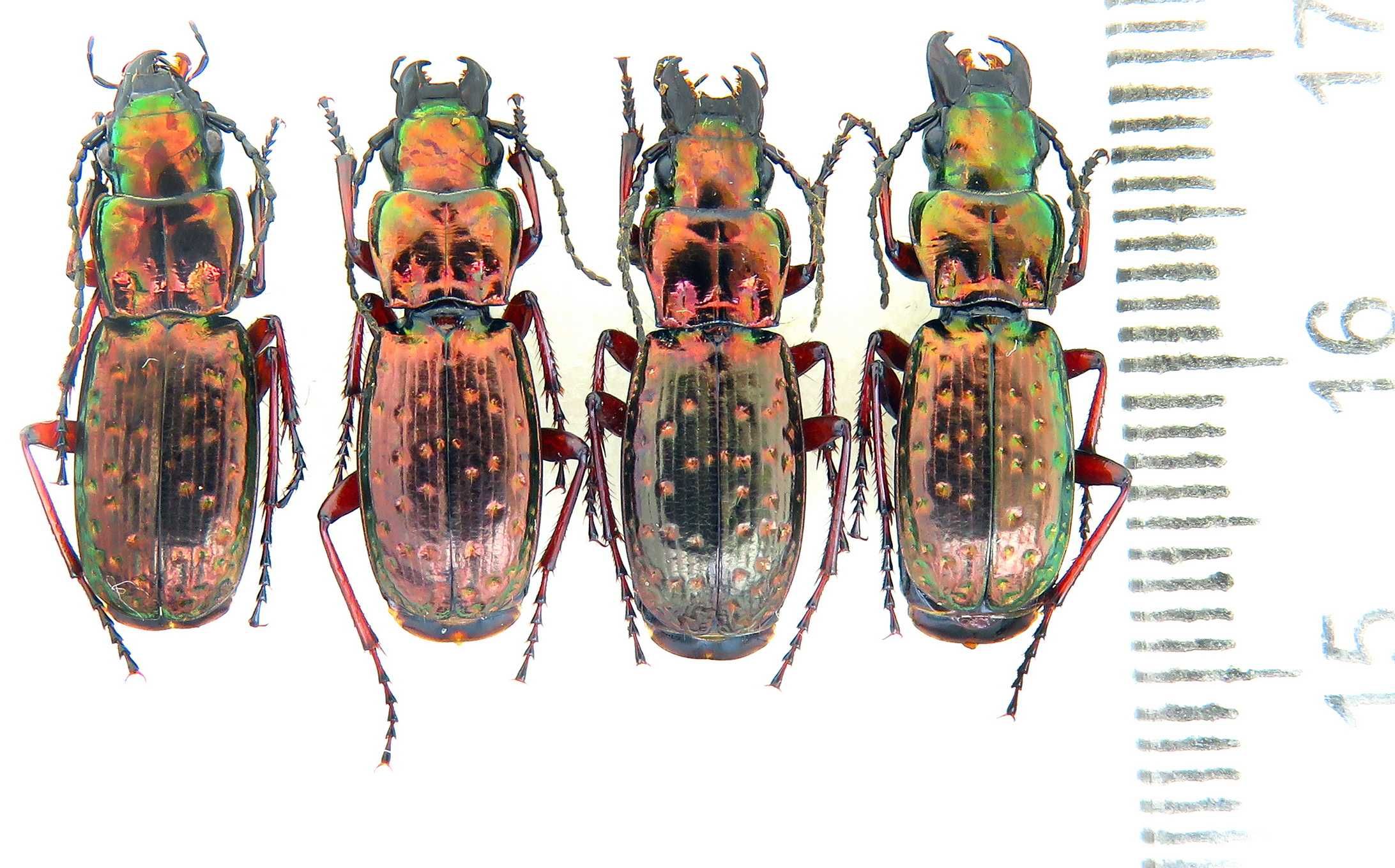 Pterostichus pilosus коллекция насекомые, комахи, жуки колекція