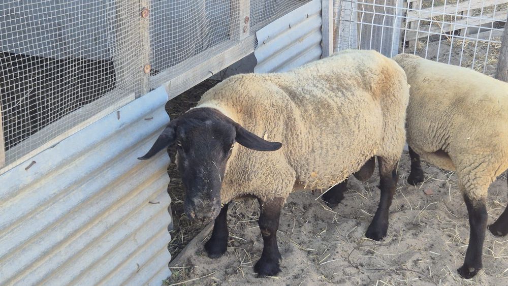 Macho suffolk com 6 anos