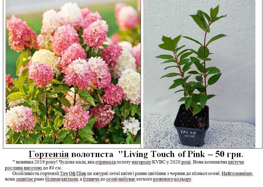 Гортензія,ялівець, туя, барбарис, ялина