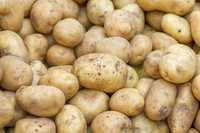 Ziemniaki jadalne/duże i sadzeniaki Ricarda