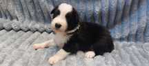 Border Collie piękny szczeniak piesek czarno - biały:-) cud natury