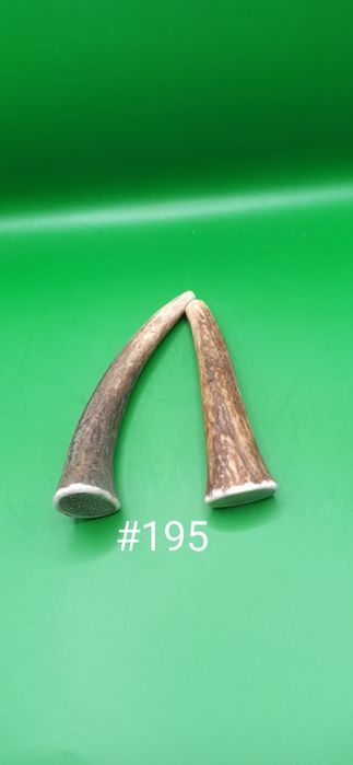 Gryzaki z poroża jelenia dwie sztuki 16/13 cm L i M #195