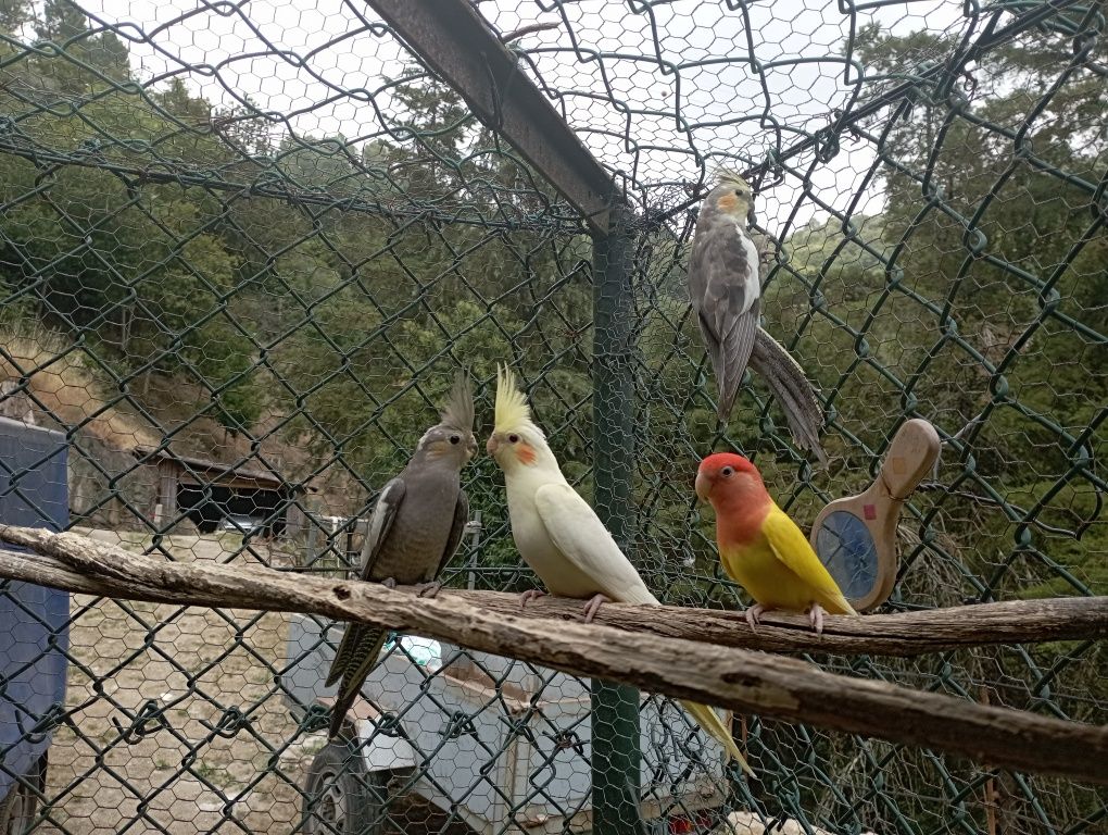 Casal de Caturras