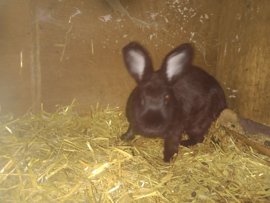 Sprzedam króliki na mięso cena za kg lub na chowu