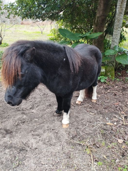 Troco pônei muito bem engatado