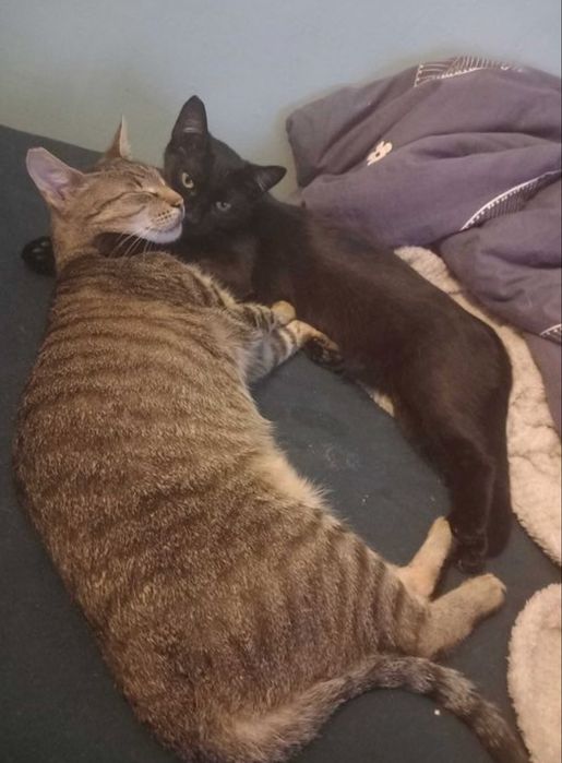 Wspaniałe kotki do adopcji - Fanta i Czester