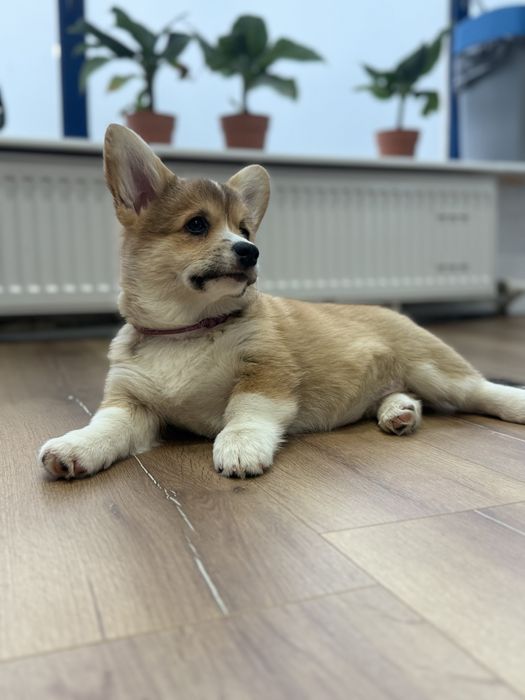 Sprzedam Corgi Pembroke FCi ZKwP