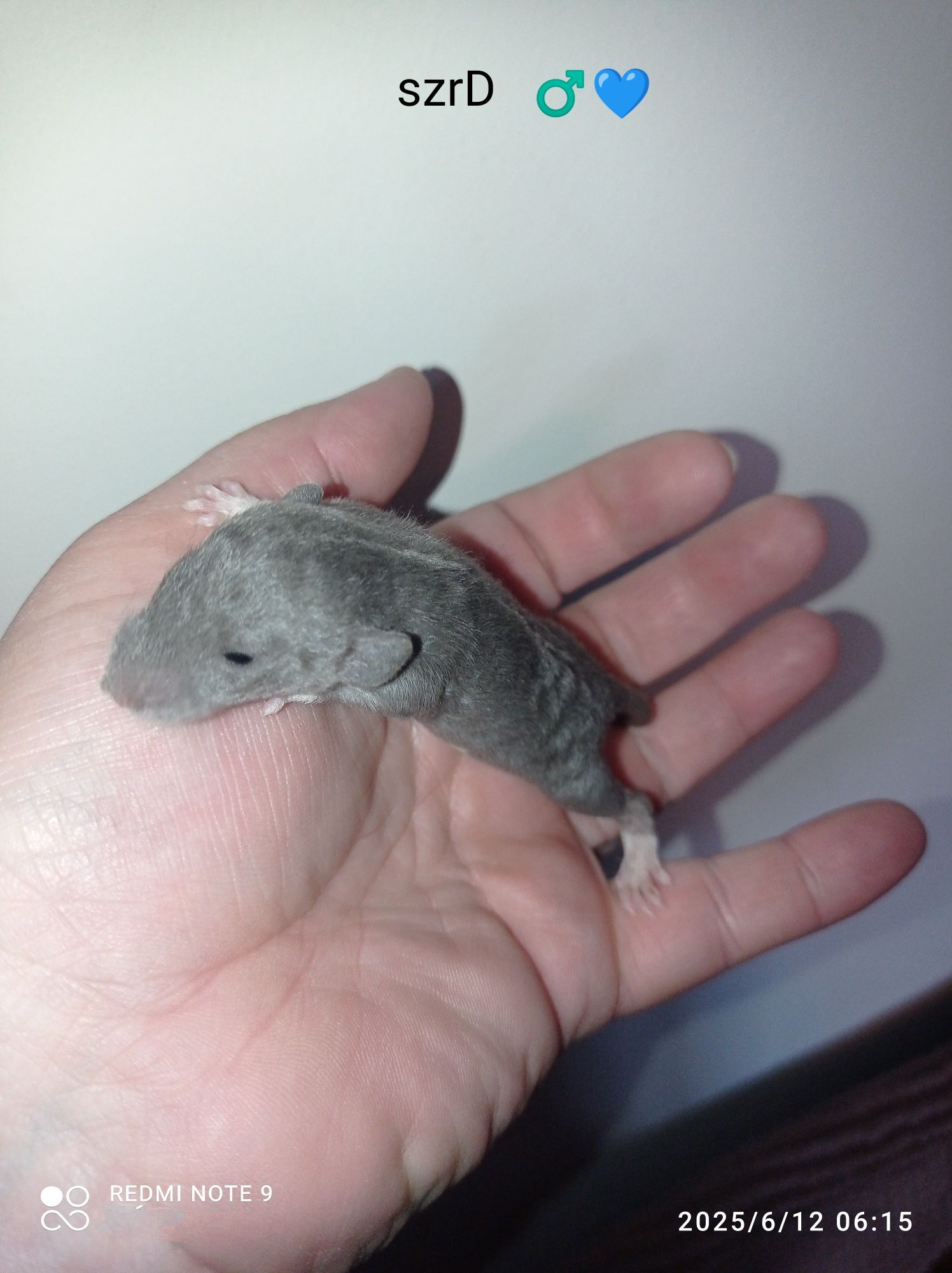 Szczurki DUMBO rex