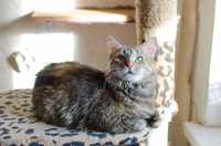 Киця Муза - симпатичне  пухнасте натхнення шукає дім! 1рік кошка кішка