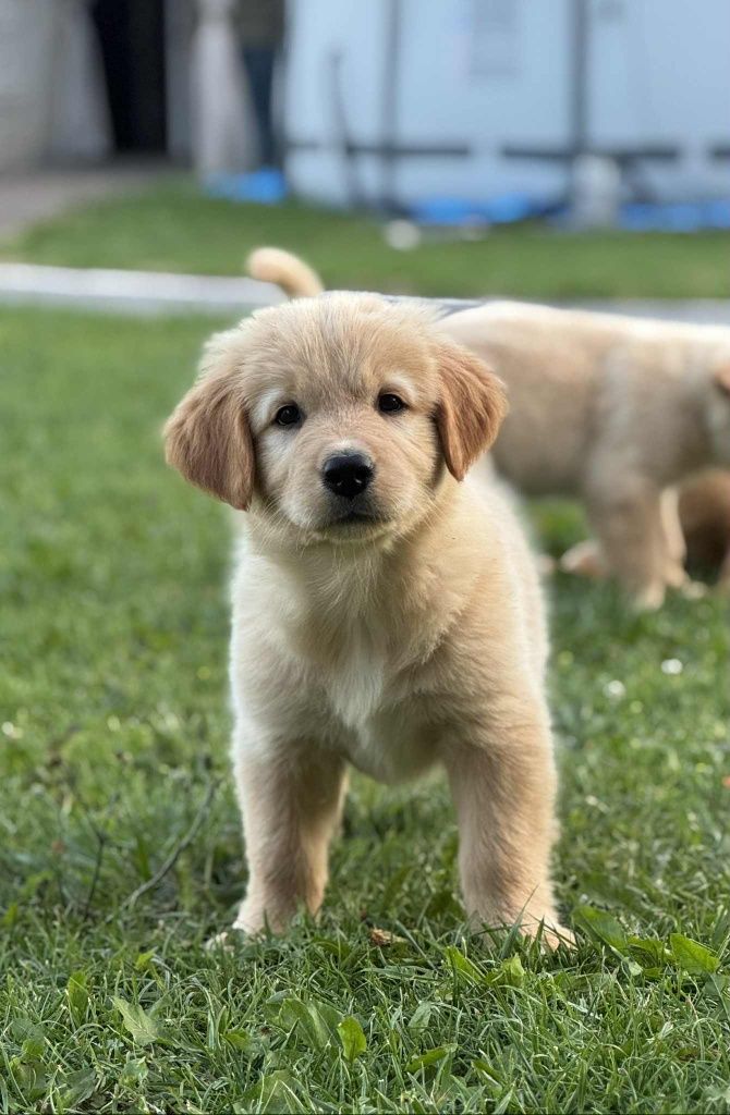 Piesek Golden Retriever