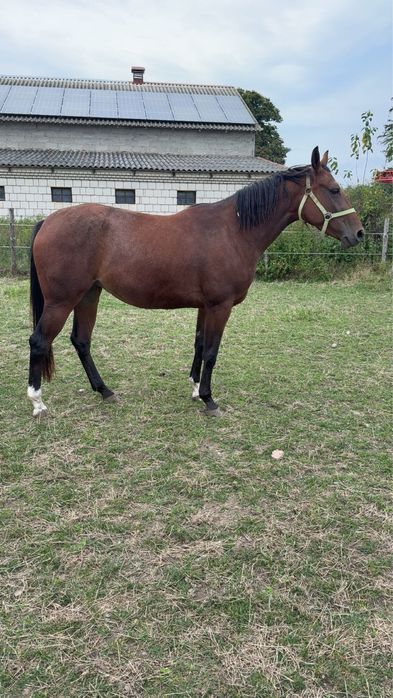 Klacz typ szlachetny