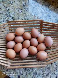 Ovos Caseiros (galinhas felizes)