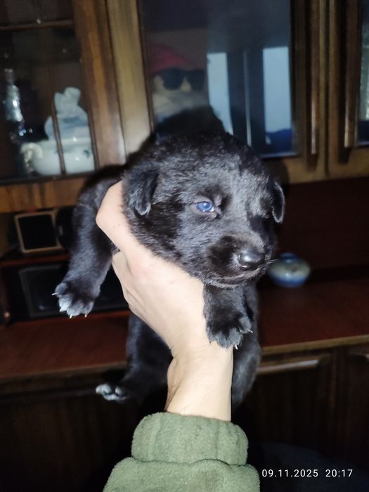 Щенки Восточно европейской Овчарки (Метисы)