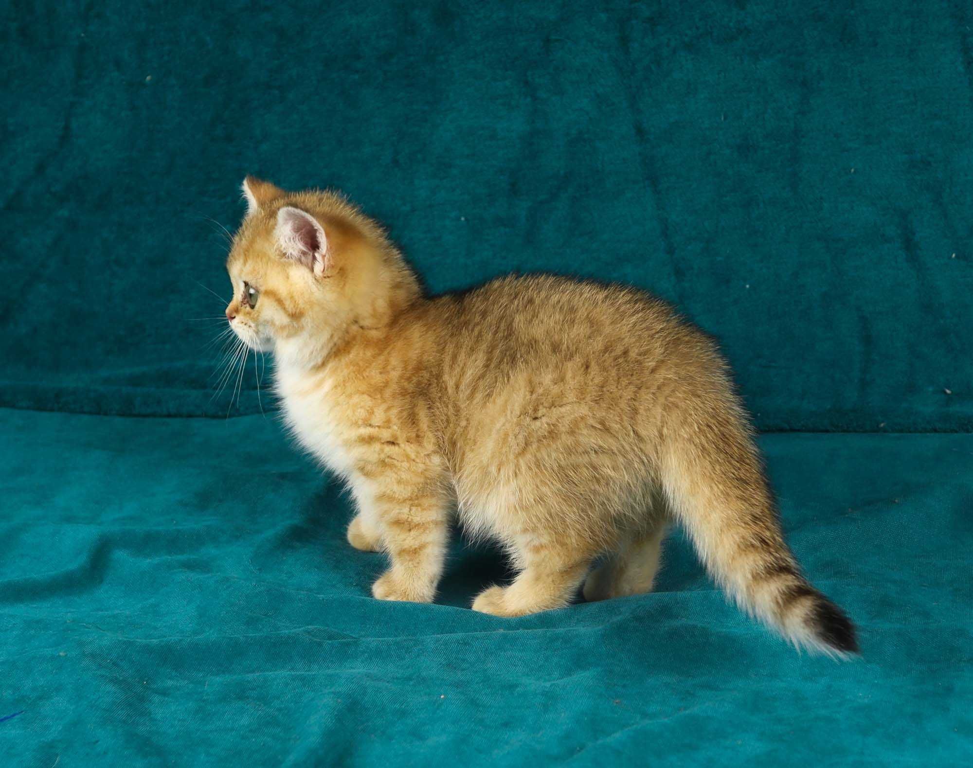 Słodziutka kotka brytyjska złota z rodowodem FPL WOLNA