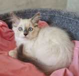 Śliczna kotka ragdoll
