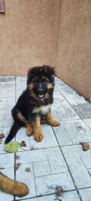 Цуценята німецької вівчарки ДШ