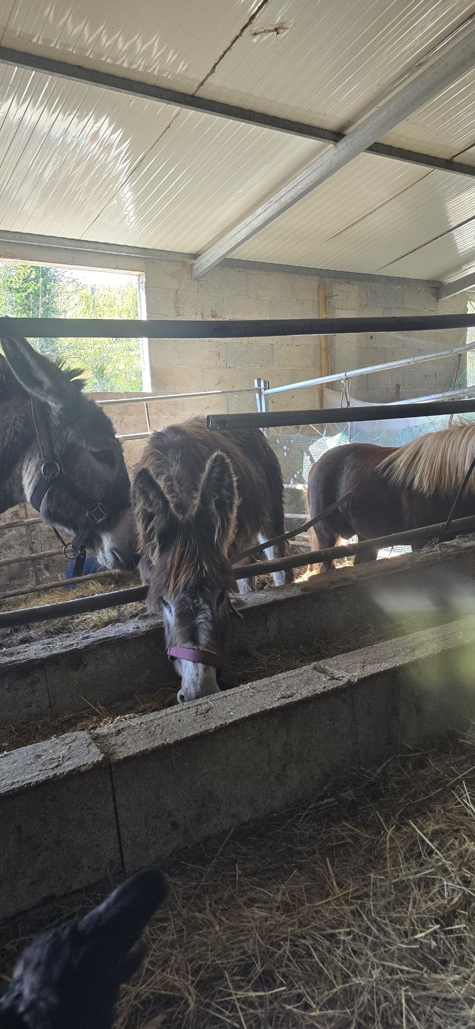 Casal de burros mansos