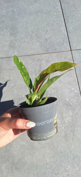 Philodendron ring of fire filodendron