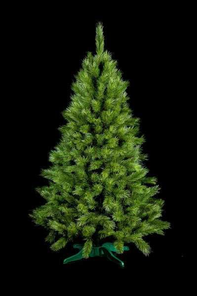 Сосна канадська 1,5-2,5м