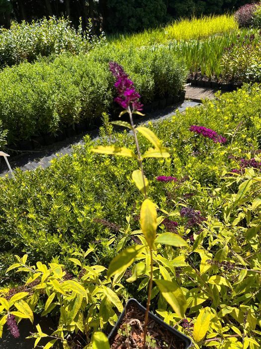Budleja Dawida 'Santana' (Buddleja davidii) Doniczka 2.0L