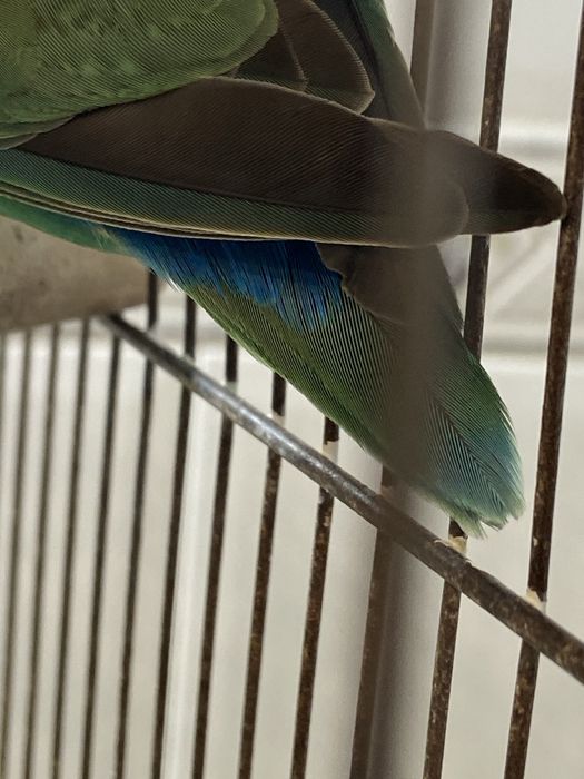 Vendo Rosicolli femea