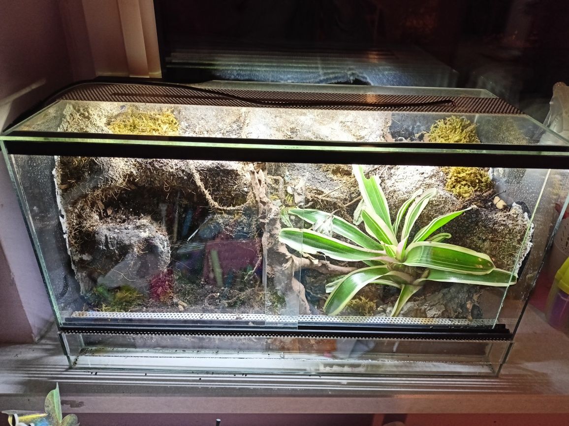 Terrarium dla patyczaka