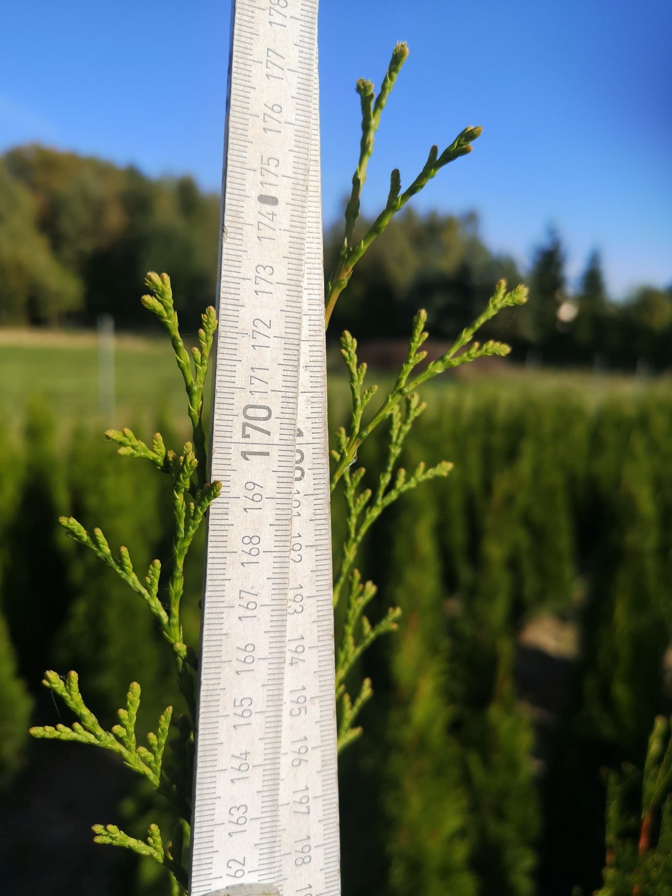 Tuje, thuja, szmaragd tanio