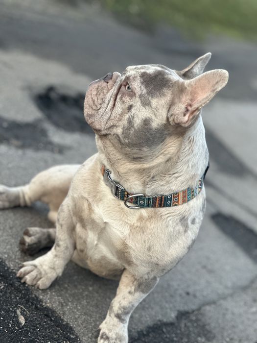 Вязка французского бульдога