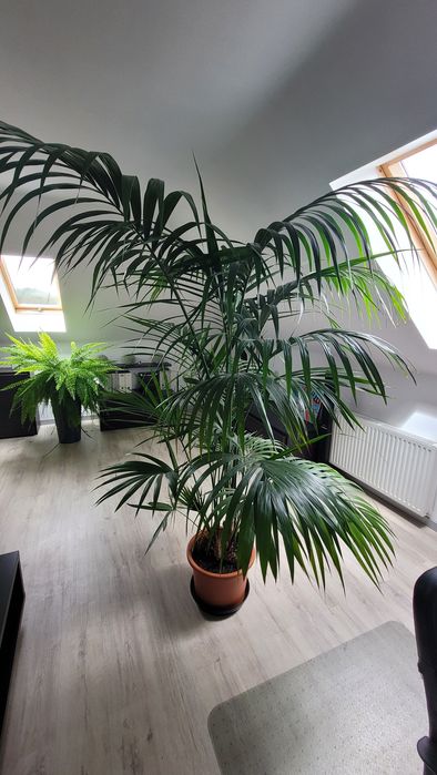 Sprzedam palmę 2.5m