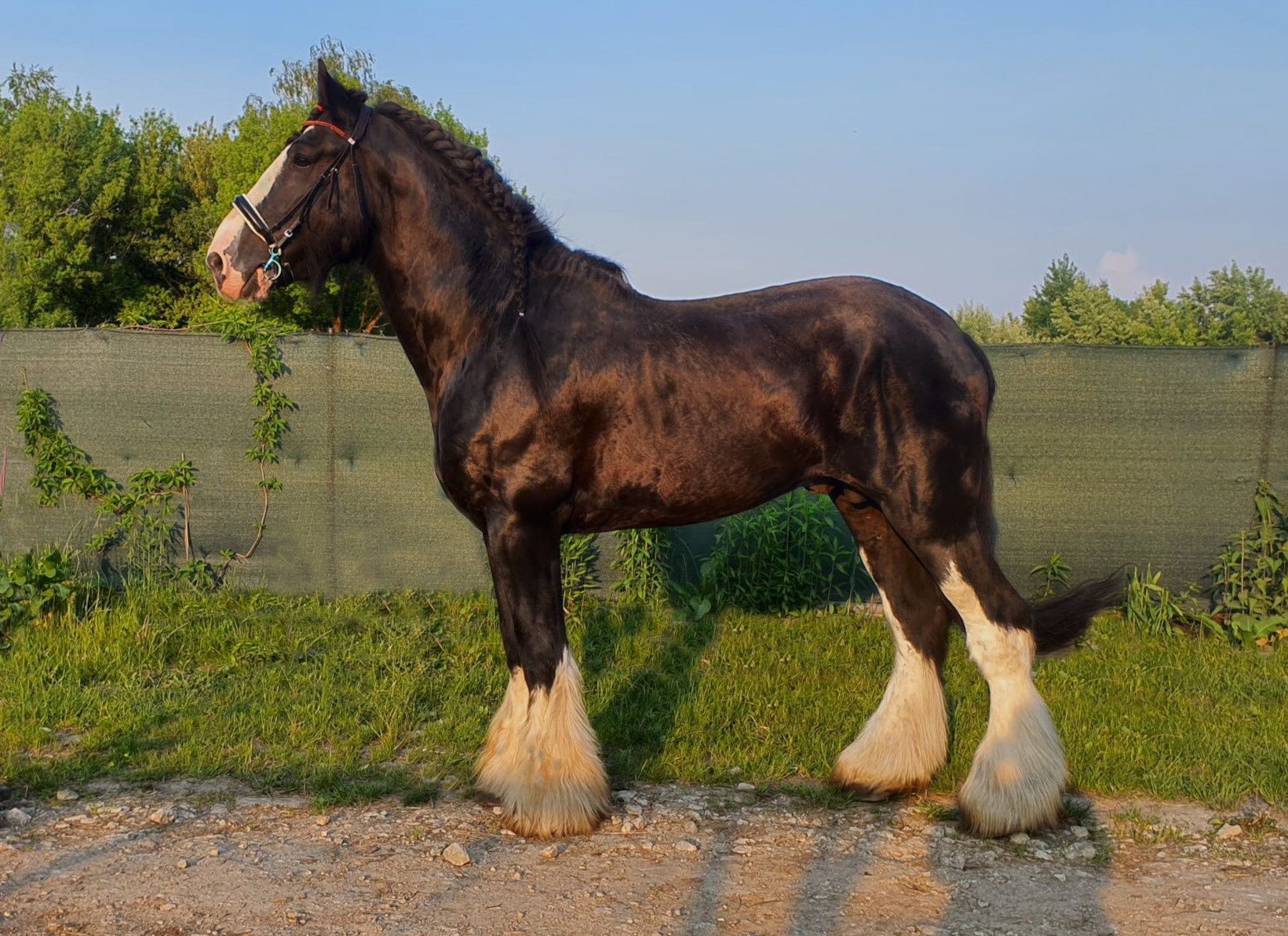 Piękny ogier Shire, wysoki 195cm  licencja SHS i PZHK