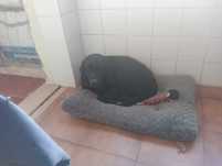 Retiver Labrador