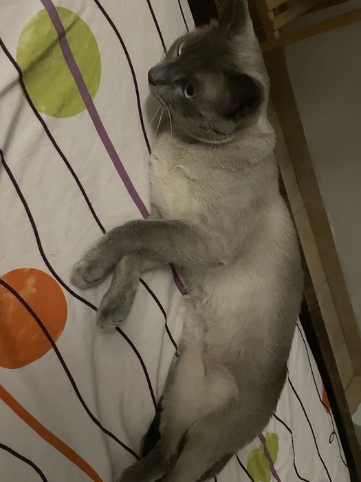 Gato para adocao