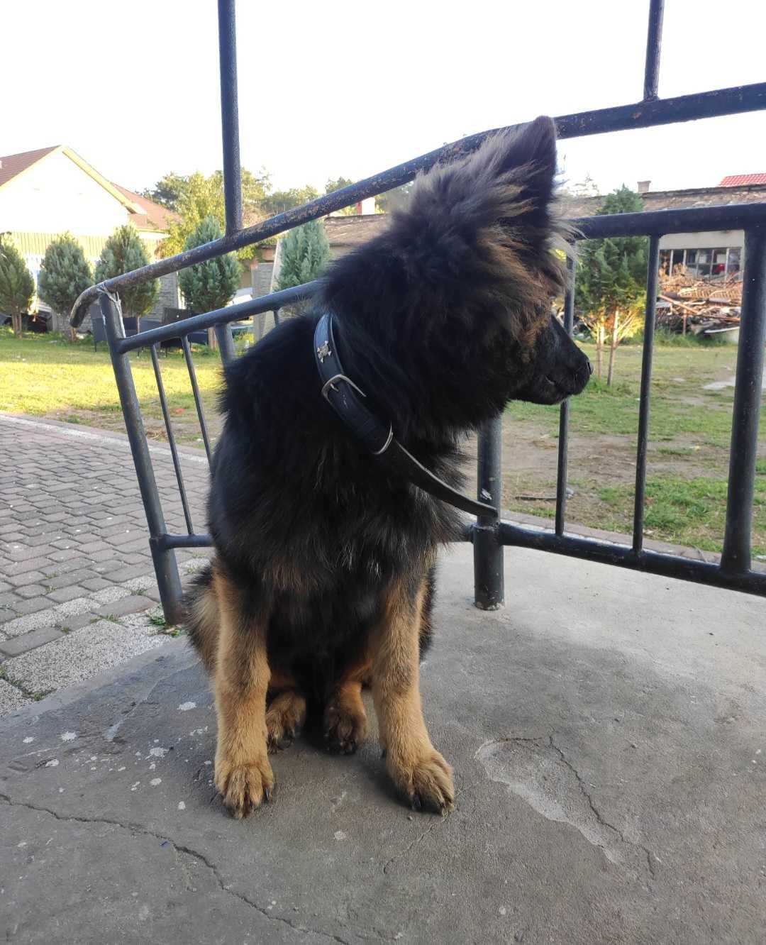 Owczarek Niemiecki dlugowłosy oddam tylko w dobre ręce