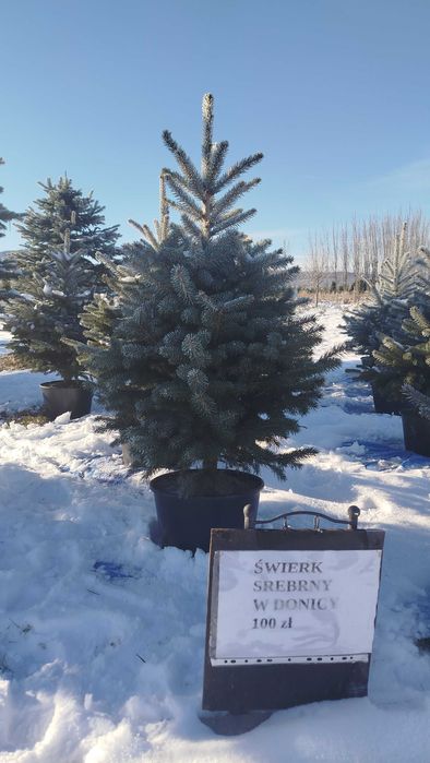 Świerk srebrny w donicy 150 cm