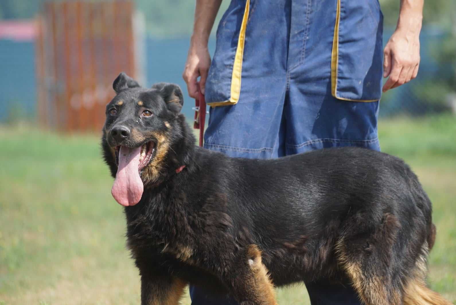 Brutus szuka domu -schrnisko Jasionka -aktualne