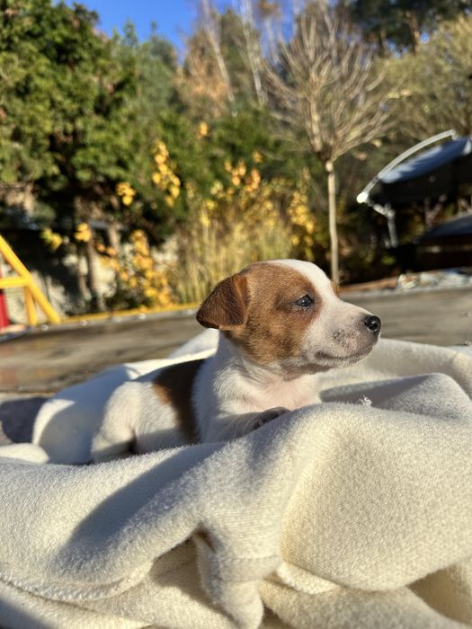 Szczeniak Jack Russell Terrier gotowy do odbioru