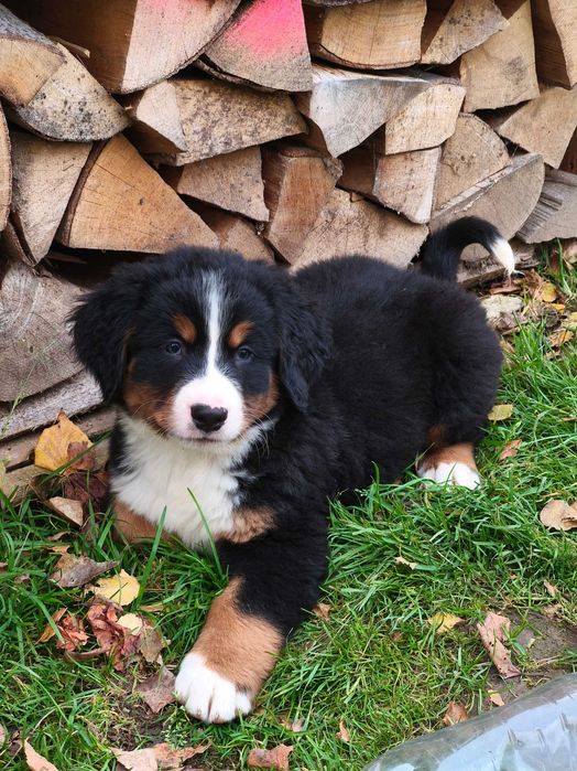 Berneński pies pasterski