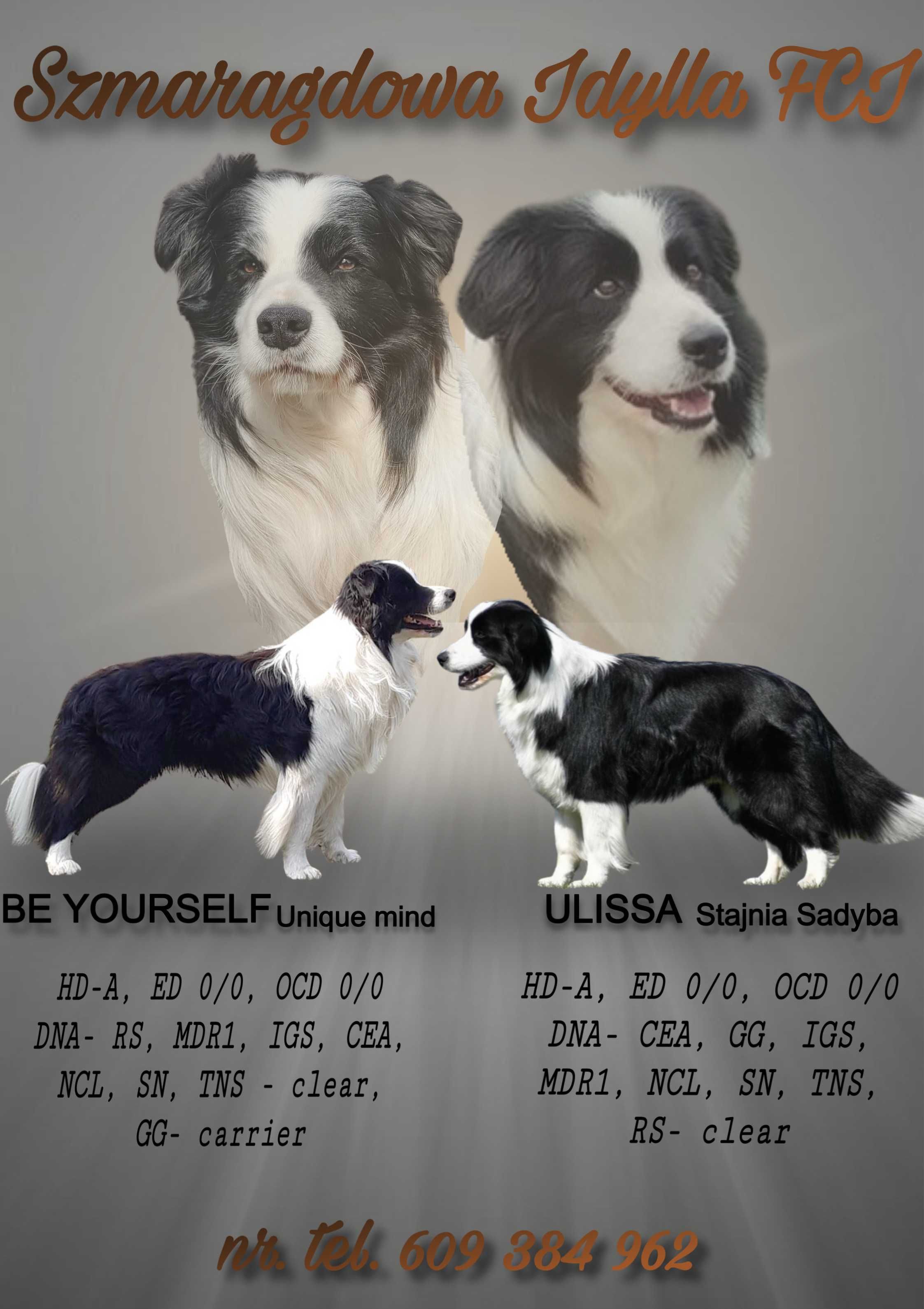 Szczeniak Border Collie ZKwP/FCI-piesek