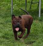 Chongqing Dog FCI