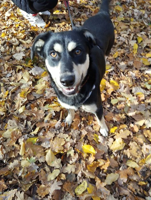 Sparta świętokrzyski kundelek do adopcji