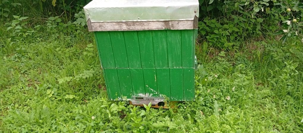 Pszczoły z ulami