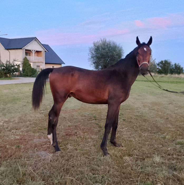 Ogierek 1,5 roku WLKP