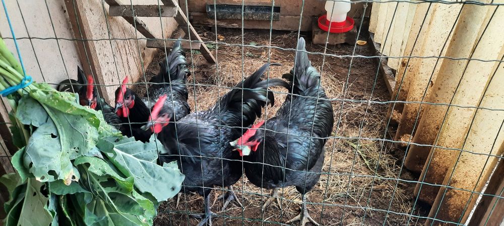 Galos Jersey Gigante Negro