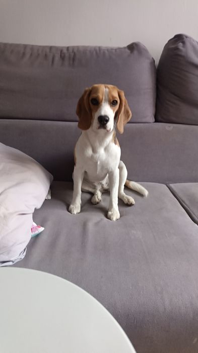 Oddam suczkę rasy Beagle